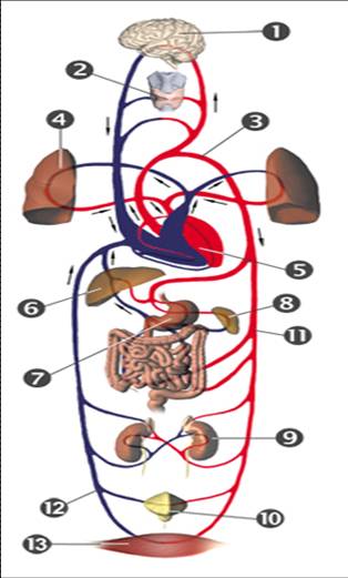 Multi organ image Sonntag
