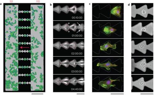 Cells move right to left, nudged by the ratchet-like pattern of their substrate  (Mahmud et al., Nature Physics 5, 606 - 612 (2009))