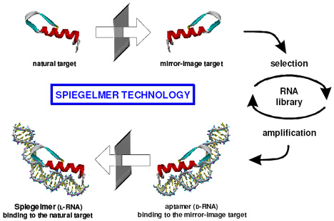 Fig. 1: Through the looking glass – twice. Spiegelmer precursors are synthesized against a mirror-image version of their protein target; the actual spiegelmers are mirror-reversed versions (created from L-RNA nucleotides) of the best binders (Image courtesy Medgadget.com)