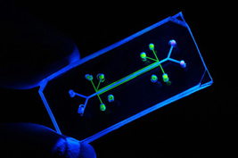 Ingber's breathing lung on a chip