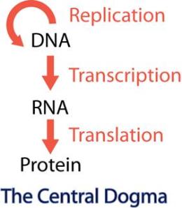 Central Dogma of Molecular Biology